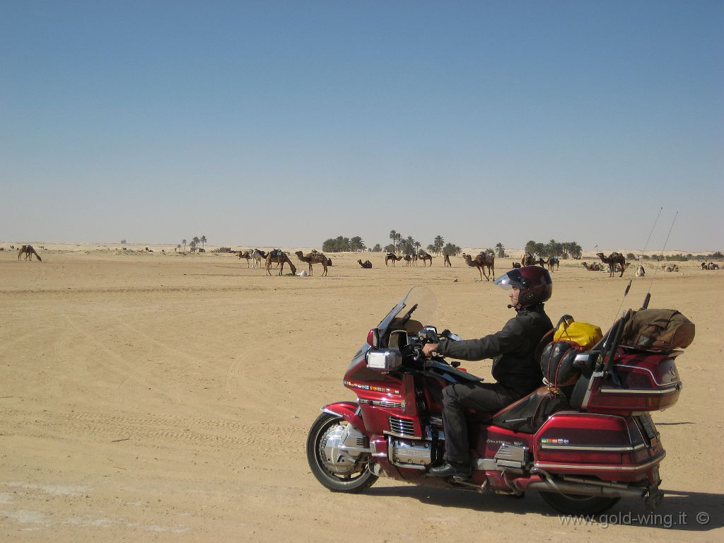 11-2008-081.JPG - Anno 11, 2008, km annui 65.388, tot. 559.802 - Tunisia, presso Douz. Sahara
