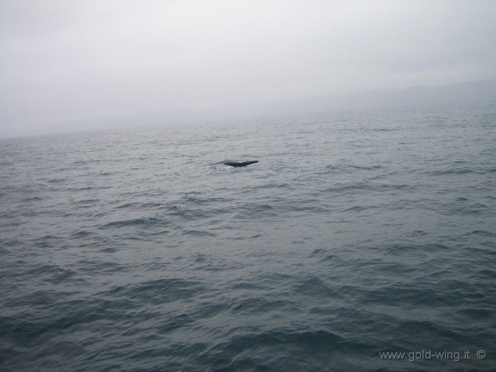 IMG_501-1.JPG - Husavik, baia di Skjalfandi: balena