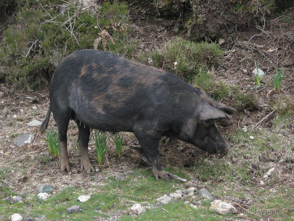 IMG_0665.JPG - Cinghiale a bordo strada