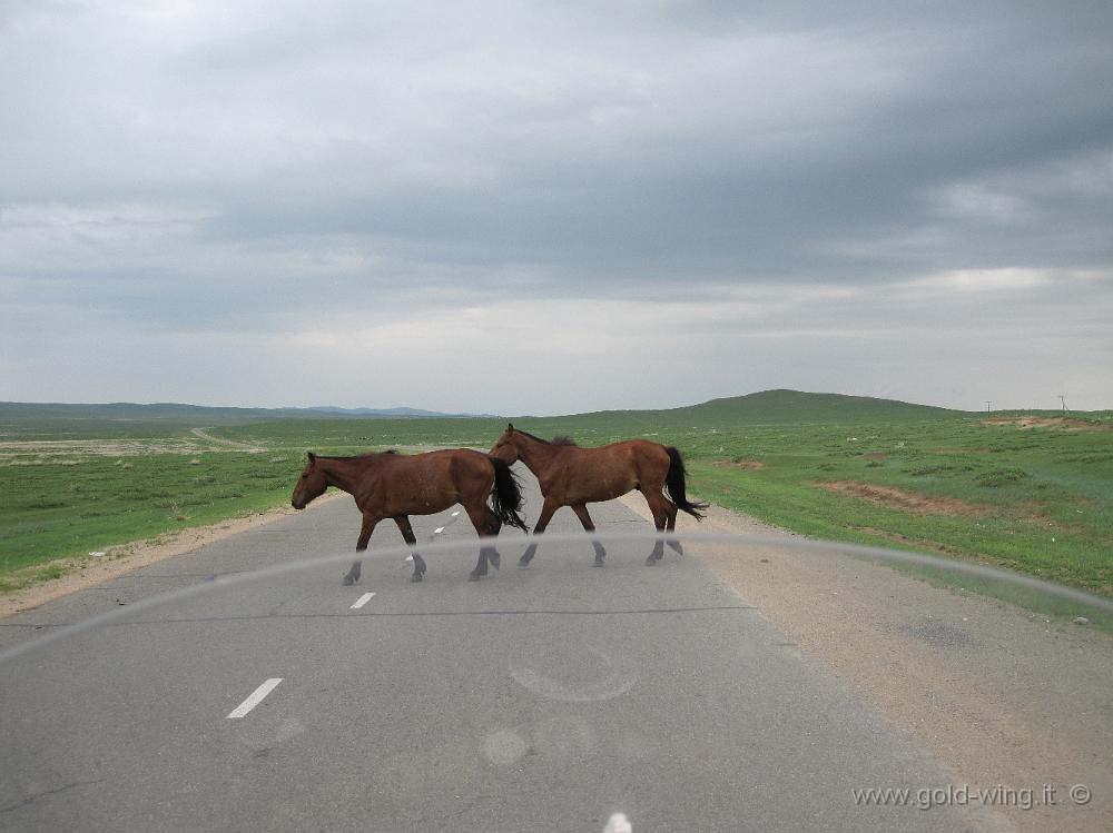 IMG_1702.JPG - Tra Dulaankhaan e Darhan (Mongolia): cavalli liberi attraversano la strada