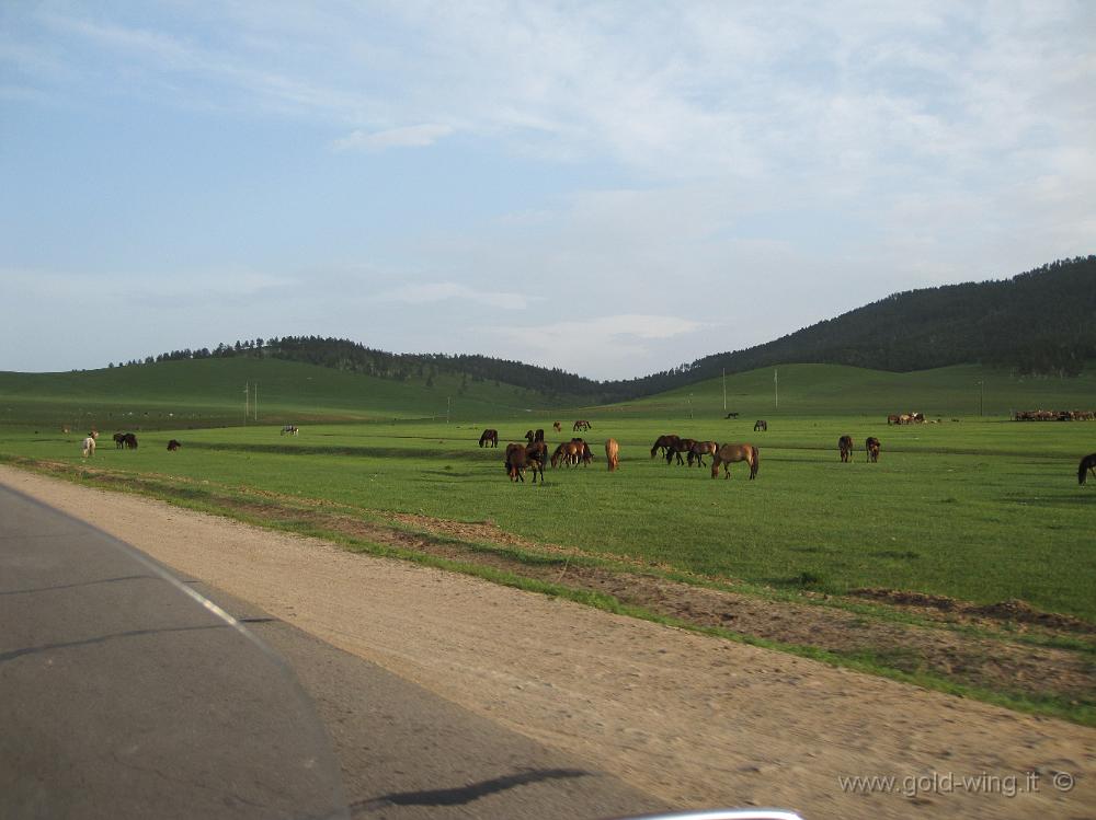 IMG_1759.JPG - Tra Bayangol e Ulan Bator (Mongolia): cavalli al pascolo