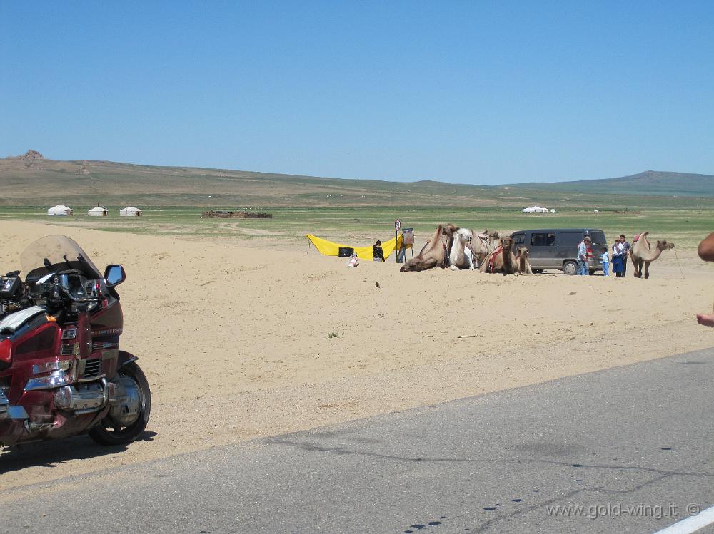 IMG_2187.JPG - Mongol Els (Mongolia): cammelli