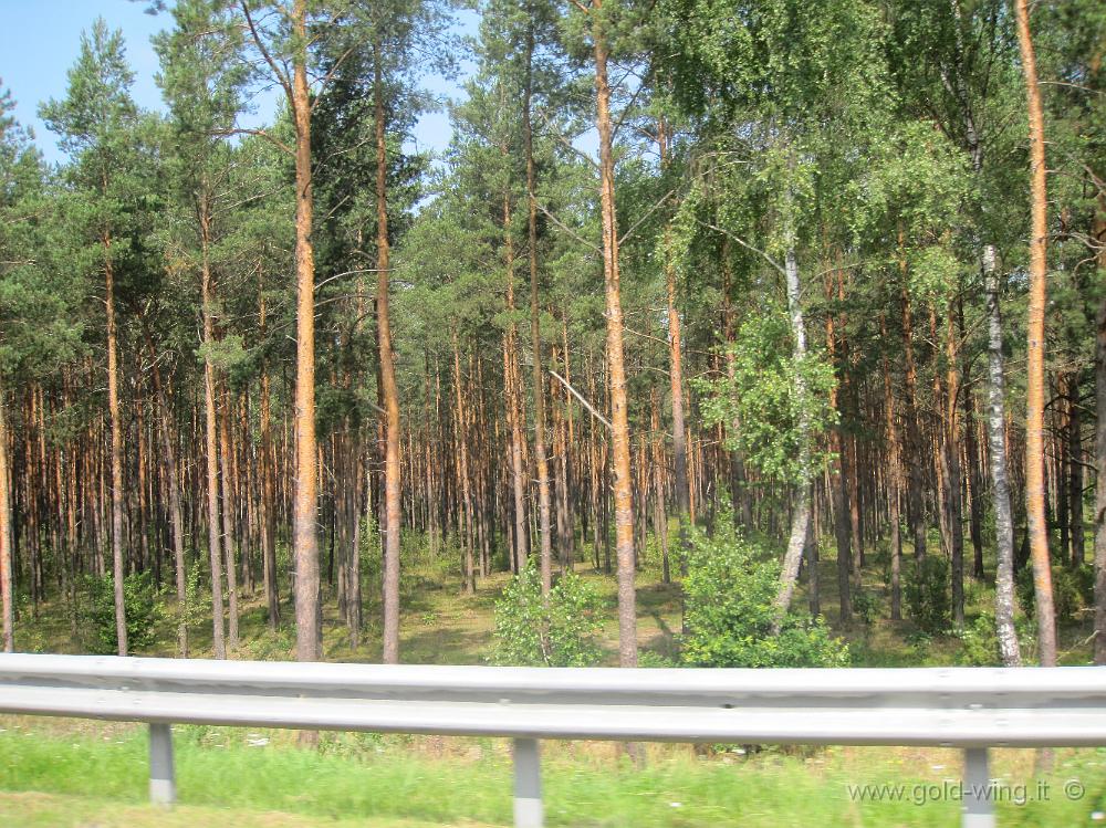IMG_2926.JPG - Foresta ai lati dell'autostrada Minsk-Brest (Bielorussia)