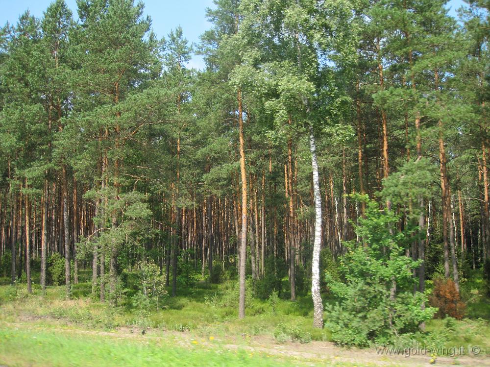 IMG_2929.JPG - Foresta ai lati dell'autostrada Minsk-Brest (Bielorussia)