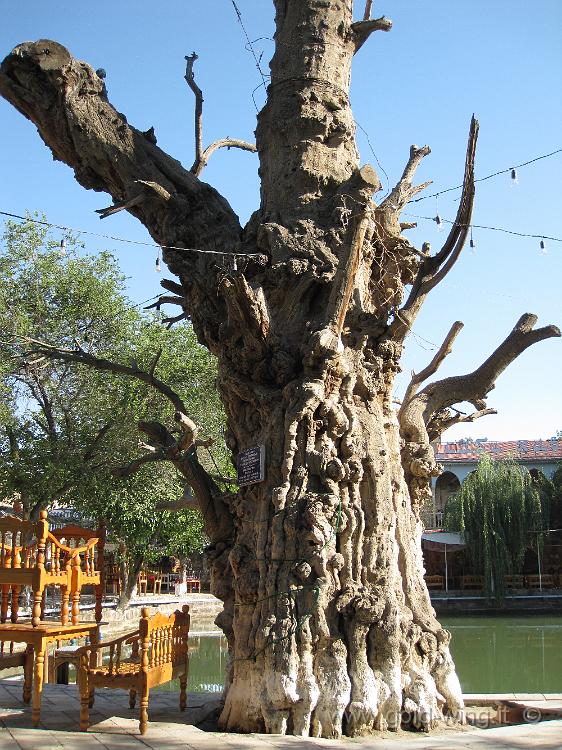 IMG_0738.JPG - Bukhara (Uzbekistan), piazza Lyabi Hauz ("intorno alla vasca"): gelso del 1477
