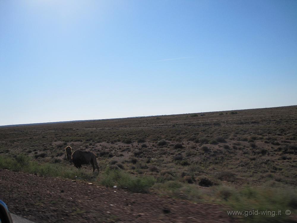 IMG_1205.JPG - Costa del lago Balkhash (Kazakistan): cammelli