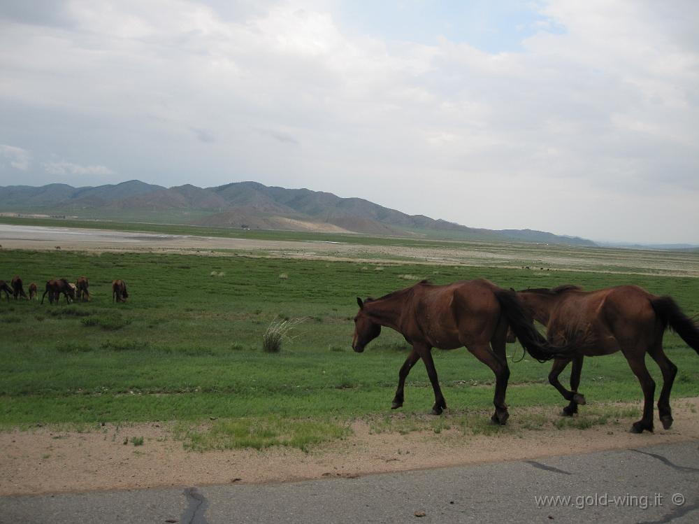 IMG_1703.JPG - Tra Dulaankhaan e Darhan (Mongolia): cavalli liberi attraversano la strada