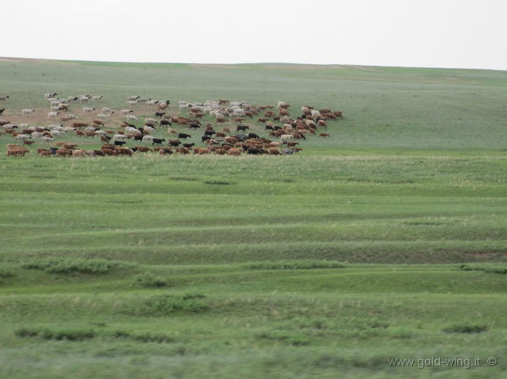 IMG_1705.JPG - Tra Dulaankhaan e Darhan (Mongolia): mandrie nella steppa