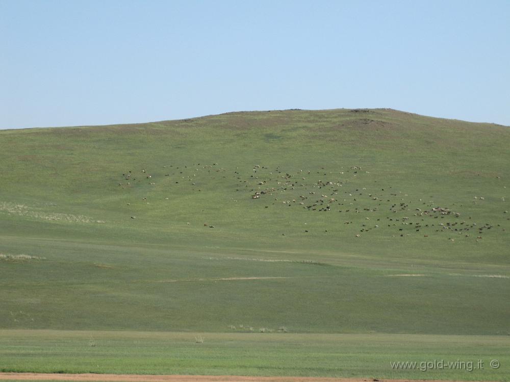 IMG_2335.JPG - Pista tra le Mongol Els e Ulan Bator (Mongolia)