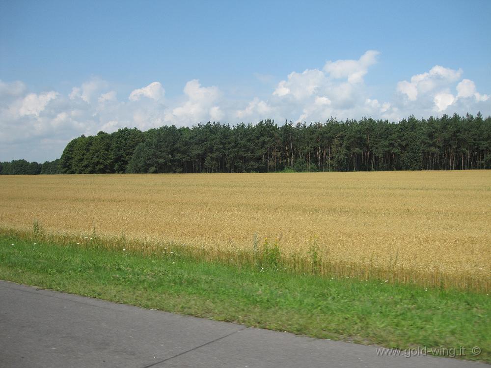 IMG_2936.JPG - Campi di grano ai lati dell'autostrada Minsk-Brest (Bielorussia)