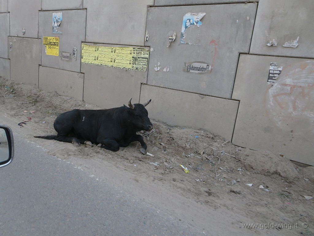 IMG_2088.JPG - Animali lungo la strada tra Amritsar e Delhi