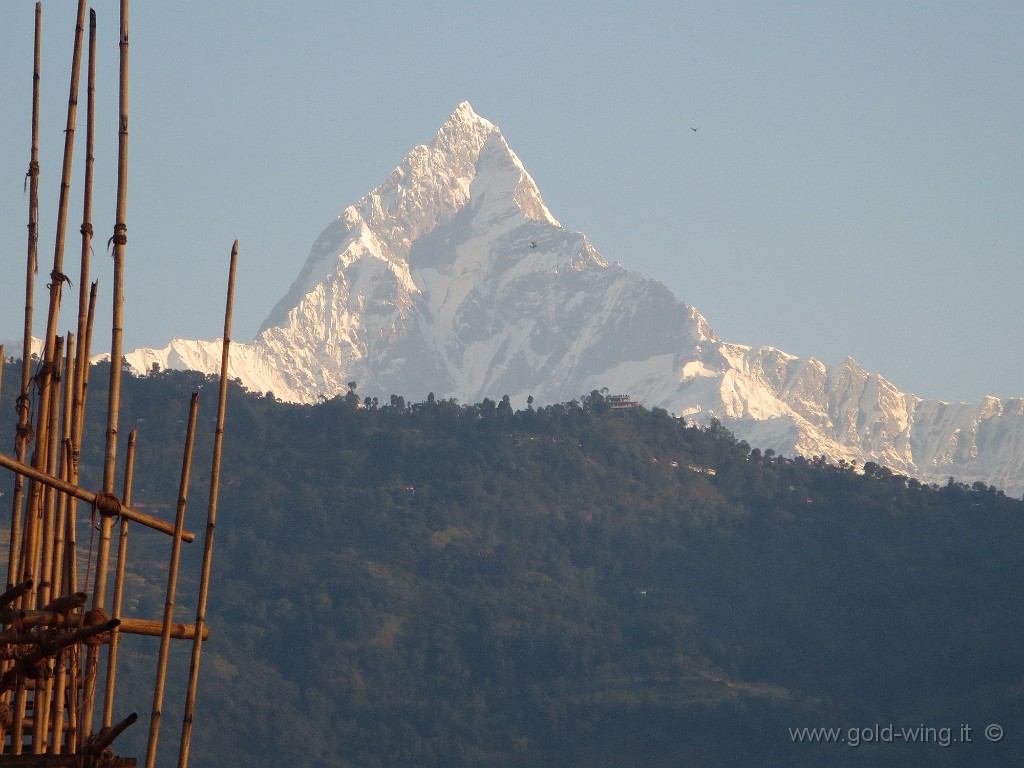 IMG_2971.JPG - Il monte sacro, inviolato, Machhapuchhare (m 6.993), visto dall'albergo di Pokhara