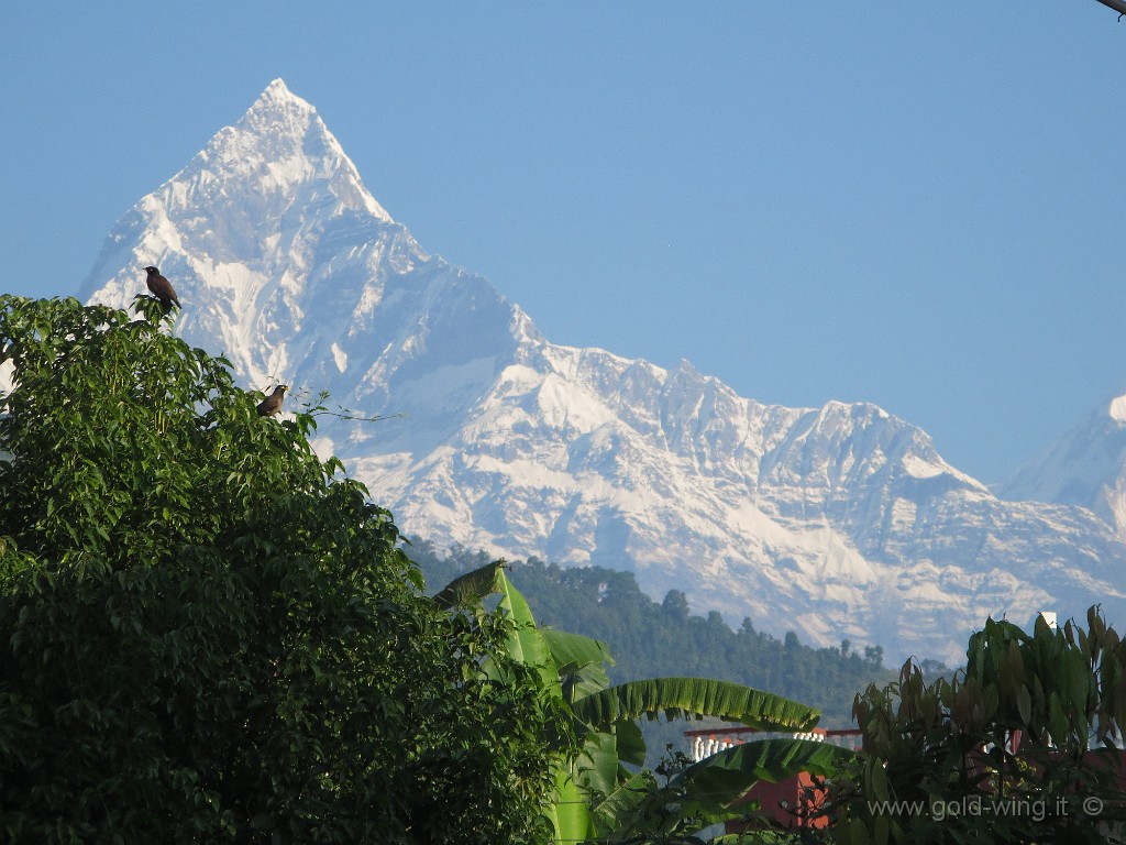 IMG_2992.JPG - Il monte sacro, inviolato, Machhapuchhare (m 6.993)