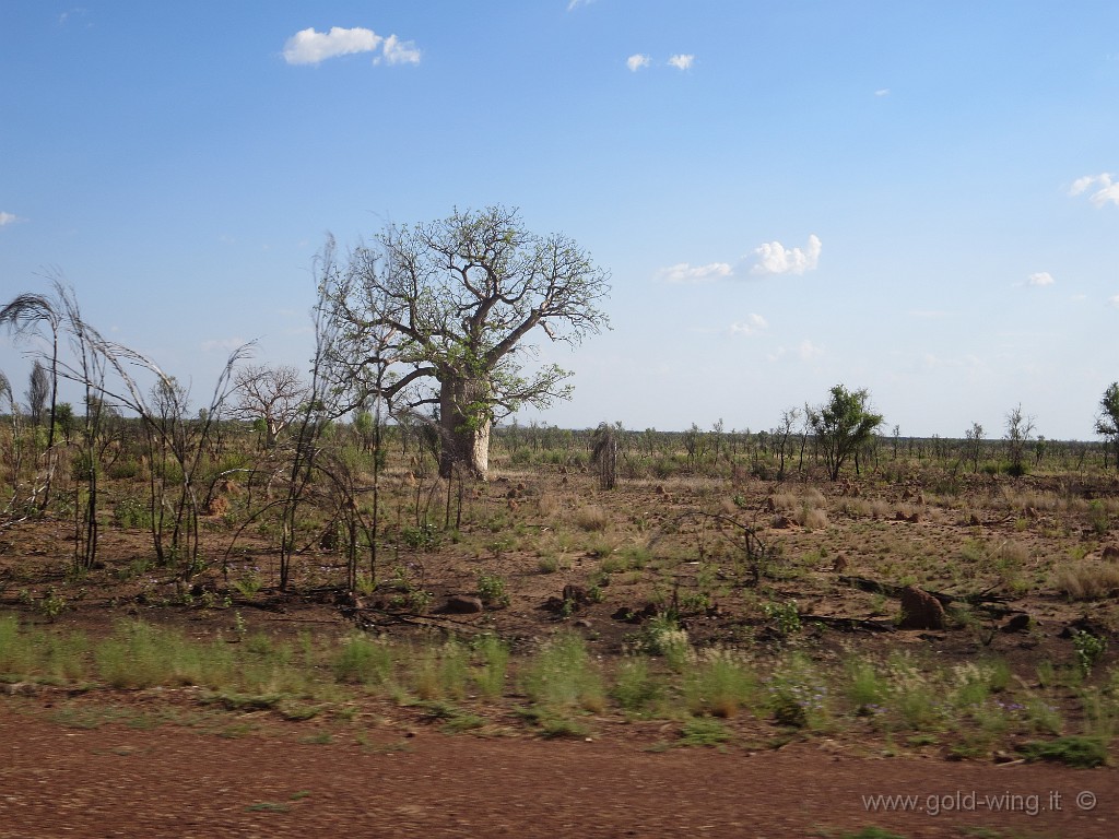 IMG_5039.JPG - Baobab