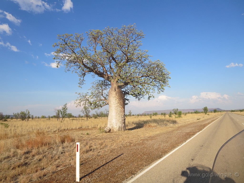 IMG_5170.JPG - Baobab