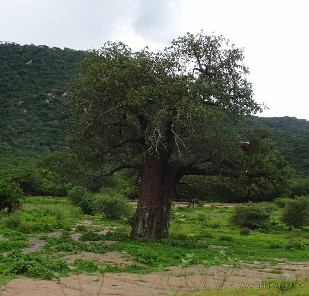 DSC02367.jpg - Baobab (?)