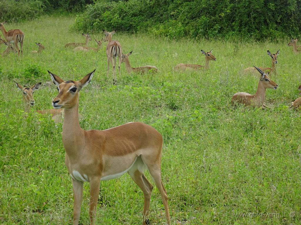 DSC02778.JPG - Impala