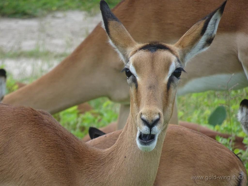 DSC02797.JPG - Impala