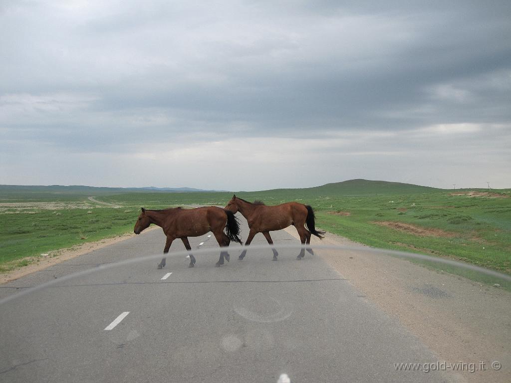 292.JPG - Tra Dulaankhaan e Darhan (Mongolia): cavalli liberi attraversano la strada