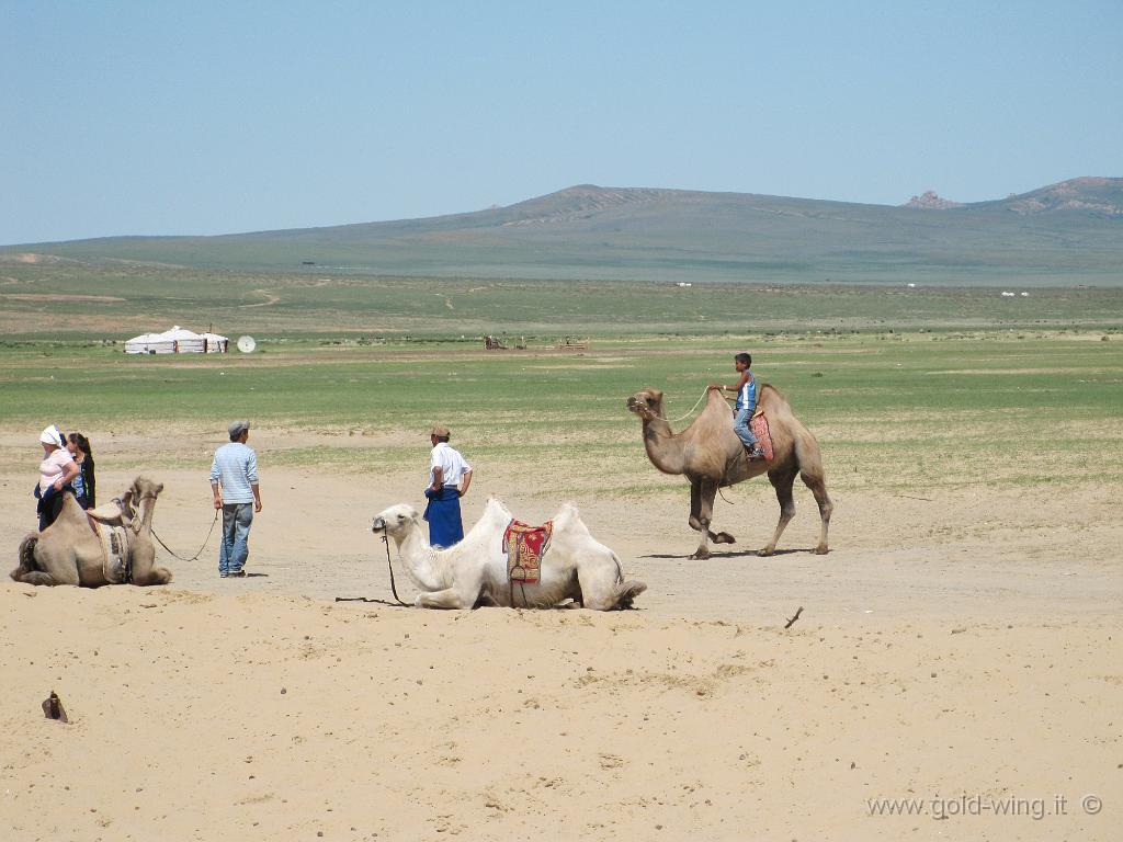 344.JPG - Mongol Els (Mongolia): cammelli