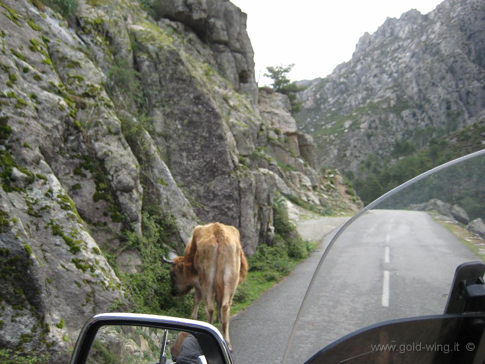 IMG_0914.JPG - Gole della Restonica