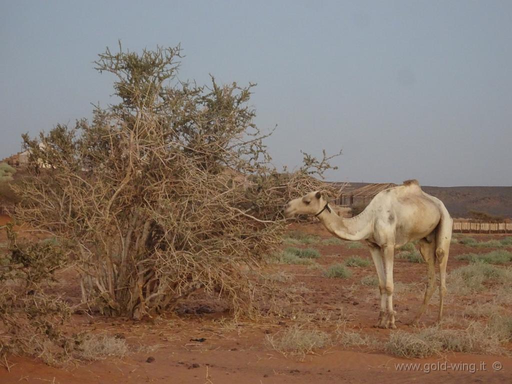 DSC01036.JPG - Dromedario che si ciba nel deserto