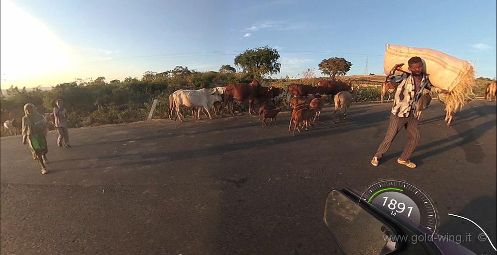 virb40.jpg - Continuano gli animali e le persone sulla strada