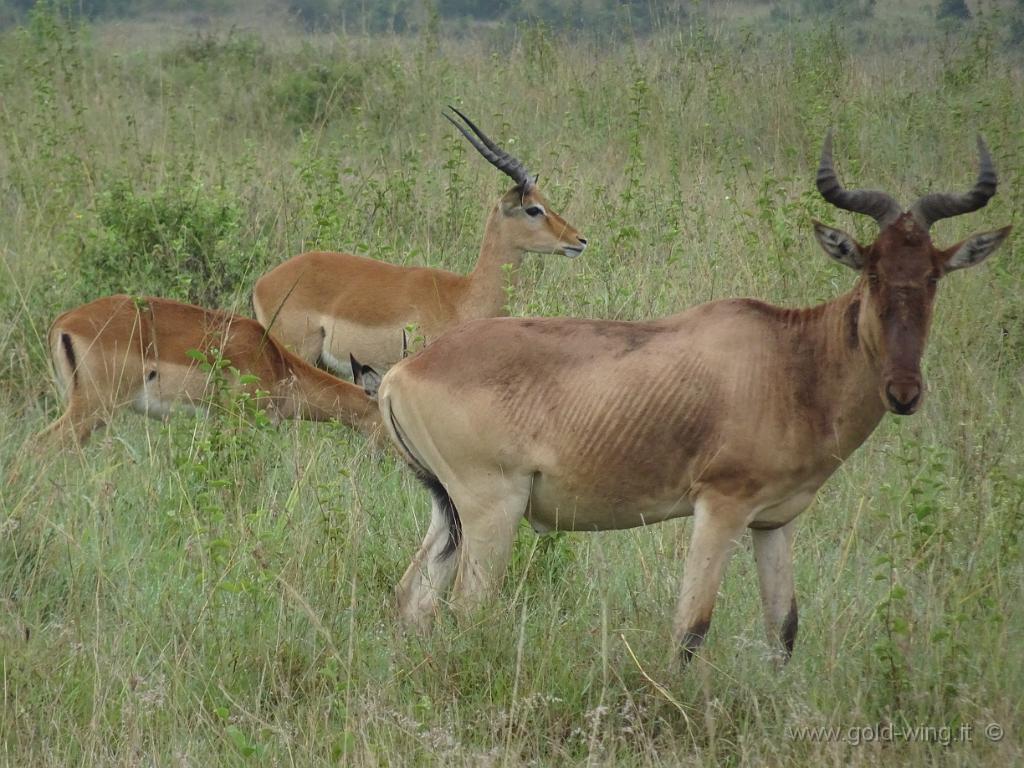 DSC01934.JPG - Parco Nazionale di Nairobi: impala