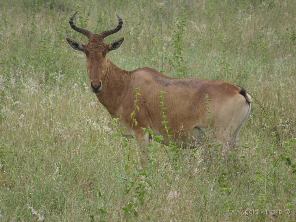 DSC01941.JPG - Impala