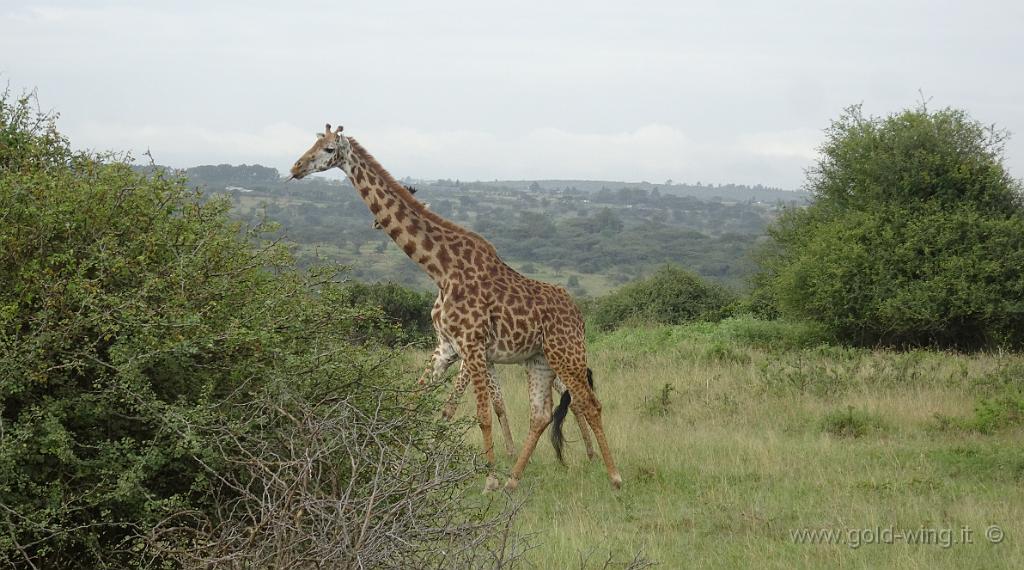 DSC01944.jpg - Giraffa