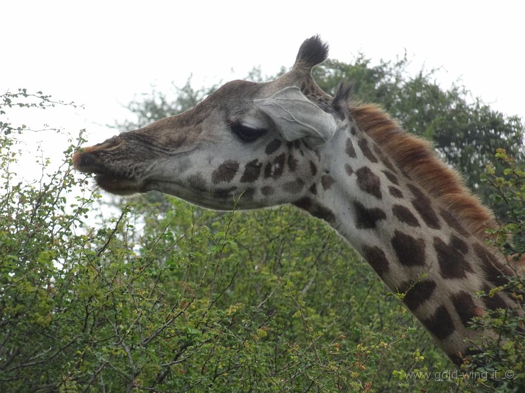 DSC01947.JPG - Giraffa