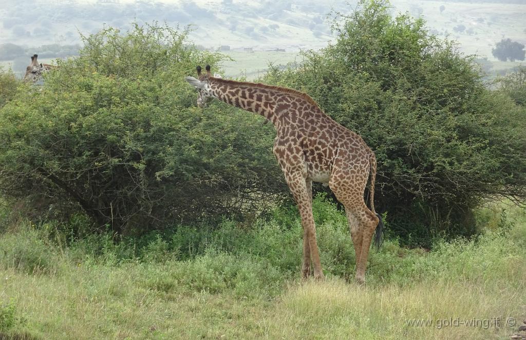 DSC01948.jpg - Giraffa