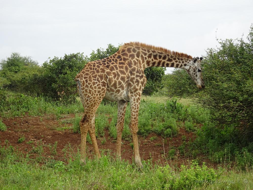 DSC01953.JPG - Giraffa