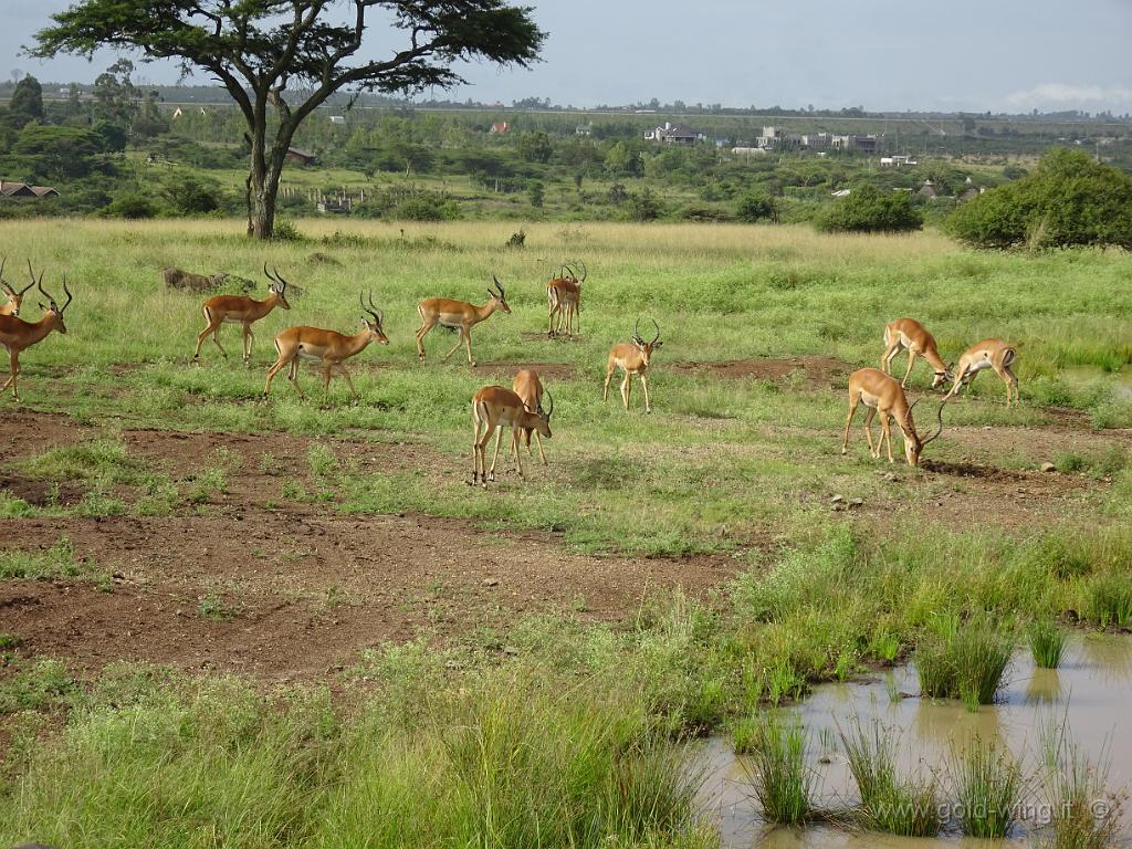DSC01961.JPG - Impala