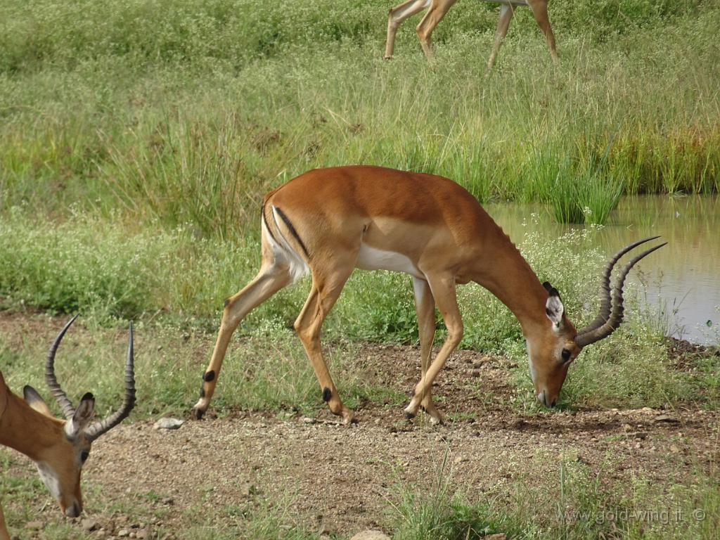 DSC01967.JPG - Impala