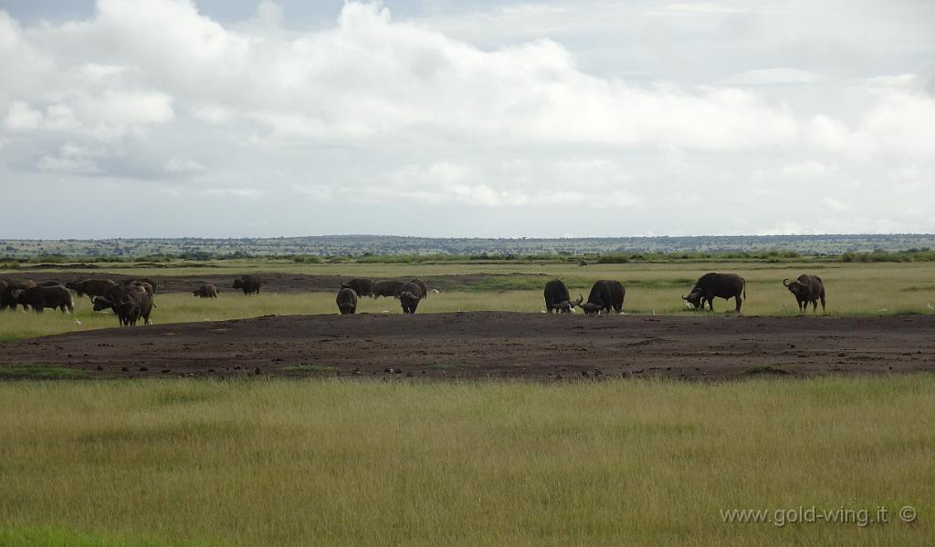 DSC02081.jpg - Bufali (uno dei Big Five, cioè i "grossi cinque", i cinque grandi animali della savana: elefante, leone, leopardo, rinoceronte, bufalo)
