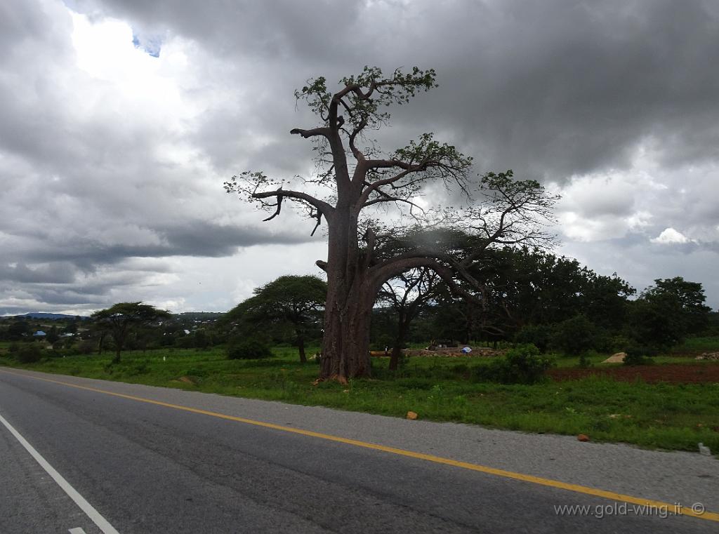 DSC02334.jpg - Baobab (?)
