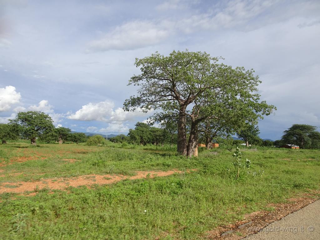 DSC02391.JPG - Baobab