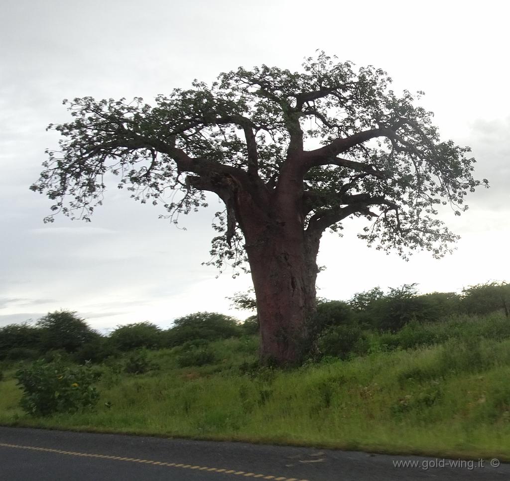 DSC02415.jpg - Baobab