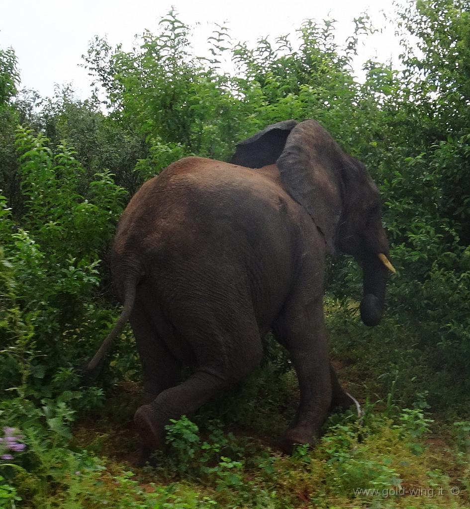 DSC02671b.jpg - Improvvisamente, compare un elefante, che sta per attraversare la strada, ma, quando mi vede (e sente la moto), rinuncia ad attraversare e torna subito nella boscaglia