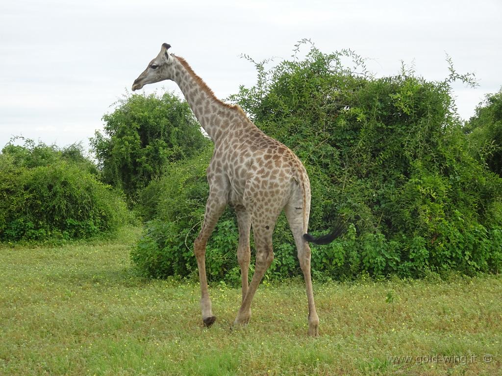 DSC02832.JPG - Giraffa
