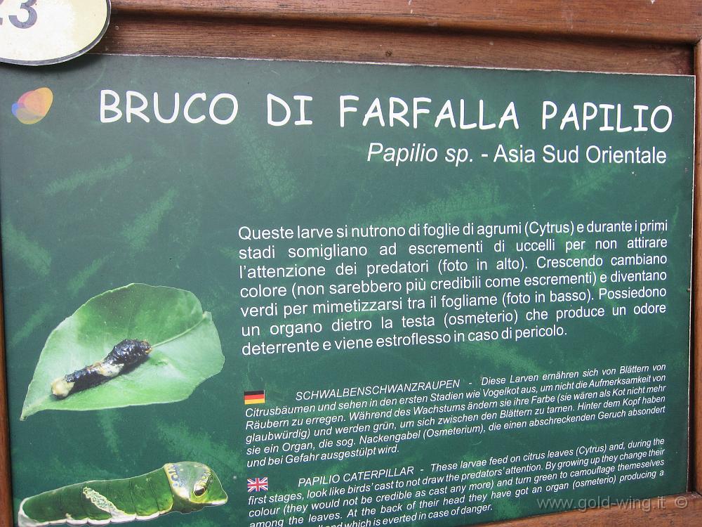 IMG_0330.JPG - Bordano: Casa delle Farfalle