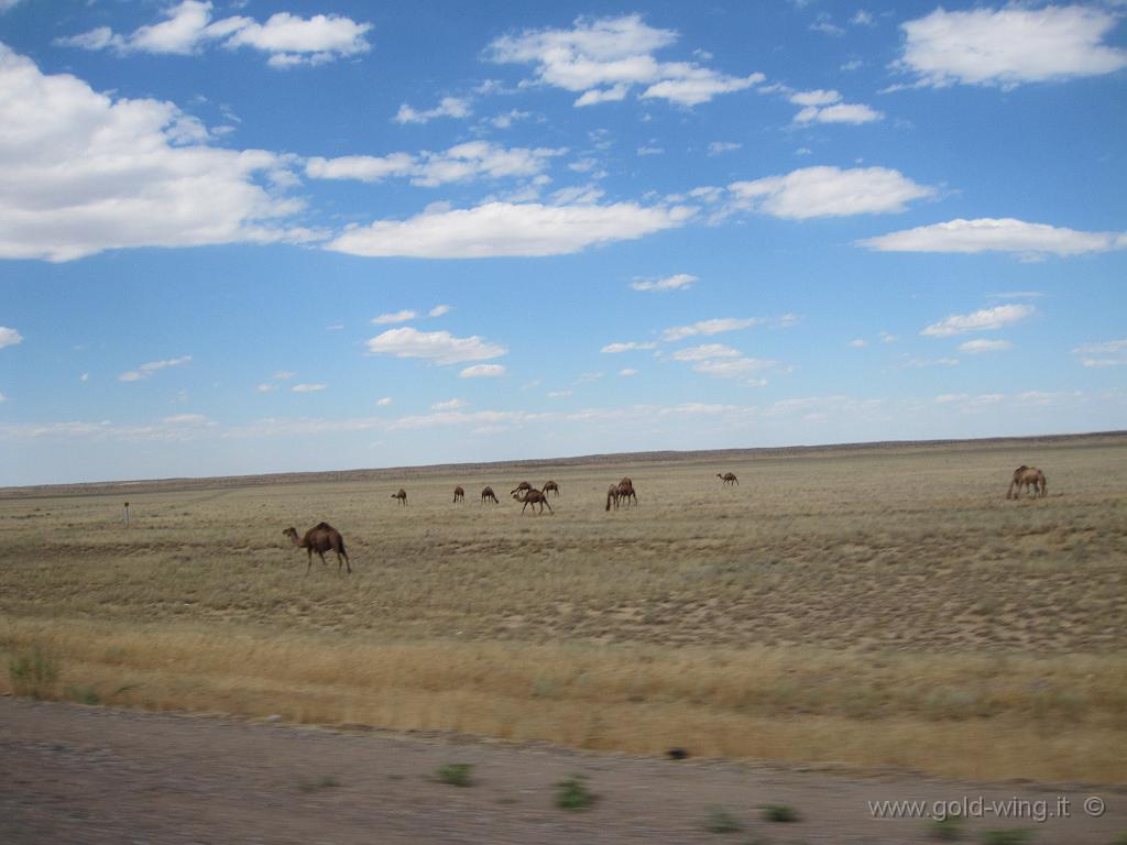 224.JPG - Tra Alma Ata a il lago Balkhash (Kazakistan): cammelli